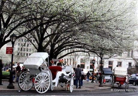 Central Park Horse Carriage Ride Central Park Horse Carriage Ride