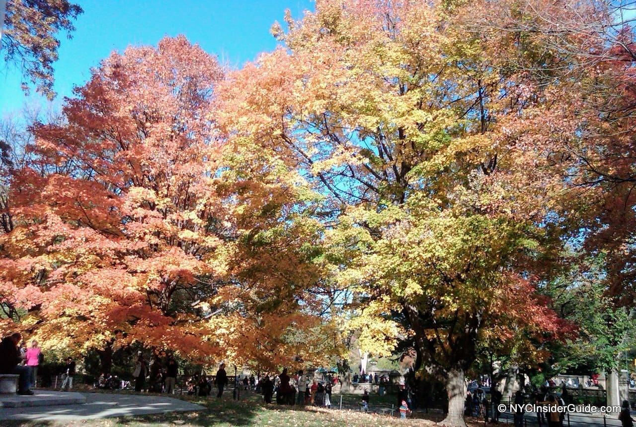 Fall Foliage in Central Park
