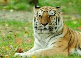 Visiting the Bronx Zoo