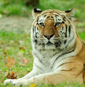 Visiting the Bronx Zoo