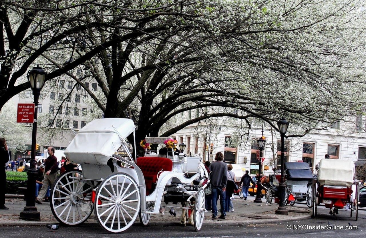 Central Park Carriage Ride Central Park Carriage Ride