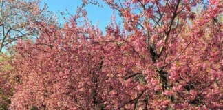 Things to do in New York in Spring Things to do in New York in Spring