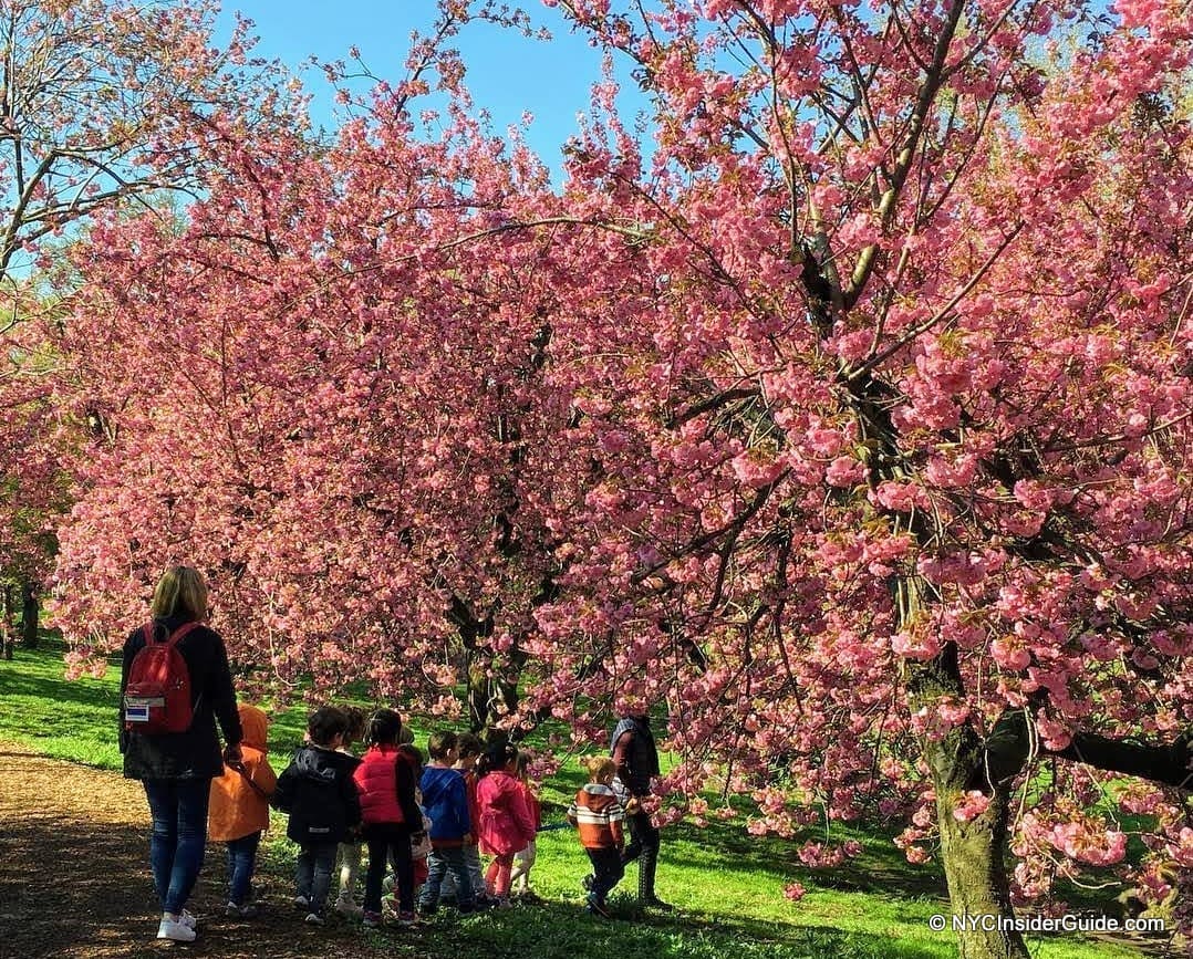 Things to do in New York in Spring Things to do in New York in Spring