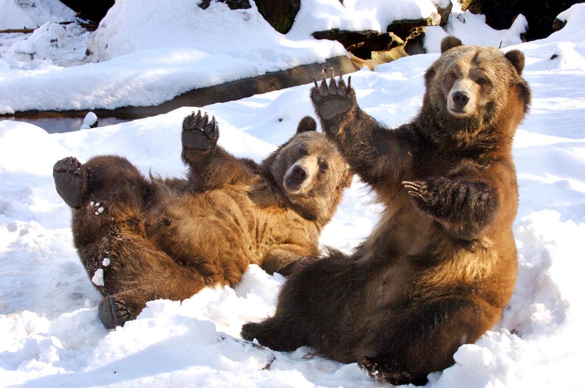 Winter Wonderland at the Bronx Zoo