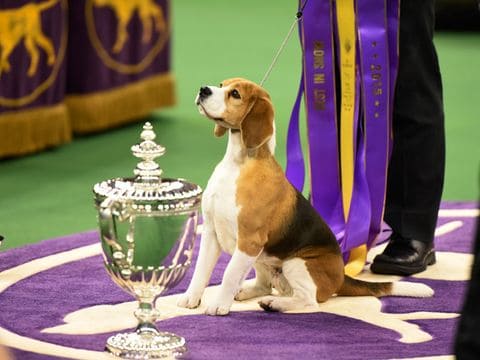 Westminster Kennel Club Dog Show