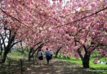 Best Things To Do in New York in April | Activities, Free Things To Do in New York in April