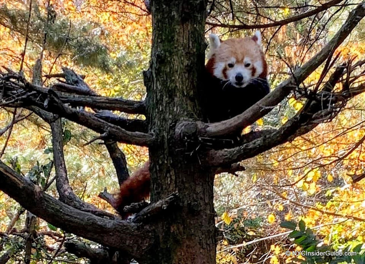 Central Park Zoo NYC Central Park Zoo NYC