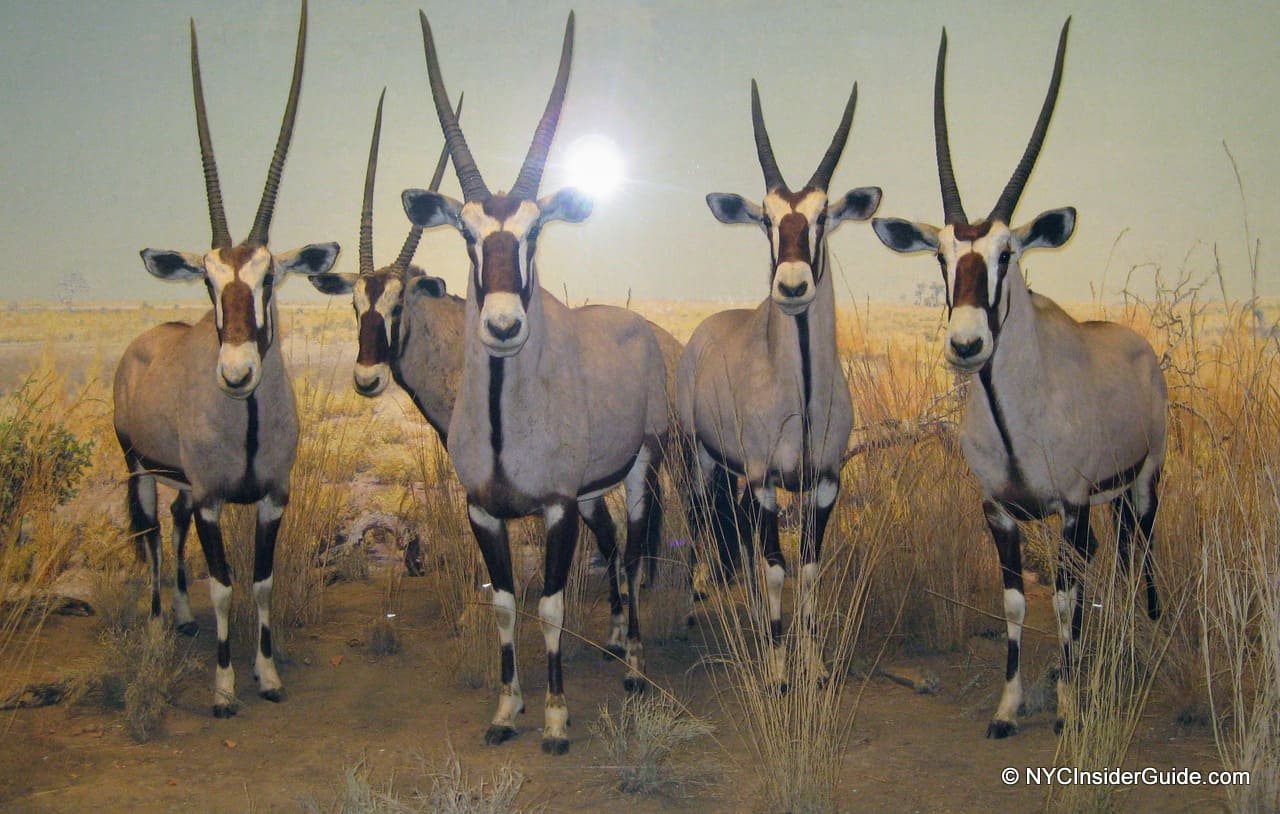 Free NYC Museum Admission for Military Families