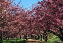 Things to do During New York City Spring Break