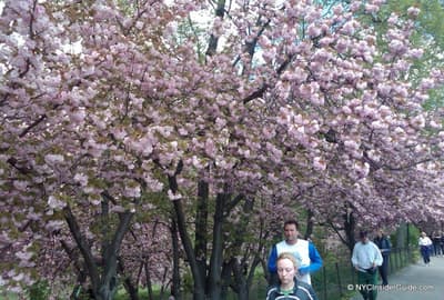 Free Walking Tours NYC Free Walking Tours NYC