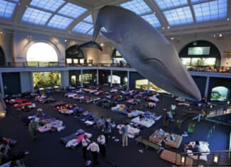 Museum Sleepovers NYC