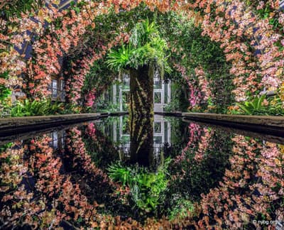 Orchid Show New York Botanical Garden